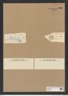 Diatomeae indet. Zeichnungen Sammlung Grunow Nr. 8211 (NHMW-BOT-W0377595)